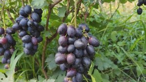 ОСЕННИЙ ВАЛЬС С ФРУКТОВЫМ ВКУСОМ   (НОВИНКА)