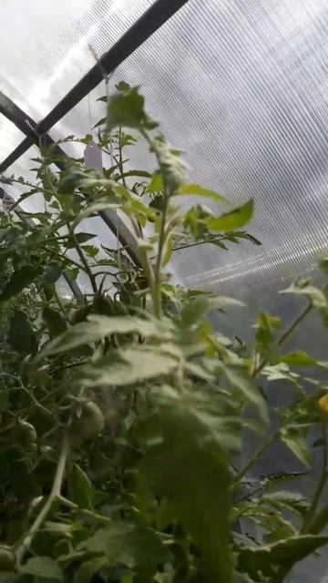 ОБЗОР СОРТА ТОМАТА - СЛАДОСТИ ВИРДЖИНИИ смотреть онлайн