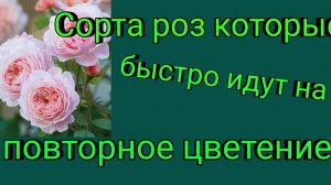 Сорта роз, которые быстро идут на повторное цветение.