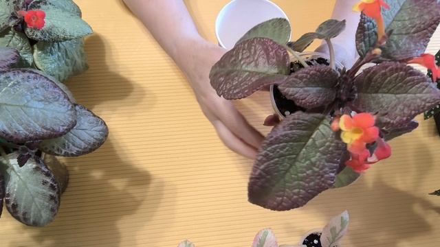 Взрослая бегония Креклин Роуз и другие комнатные растения смотреть онлайн