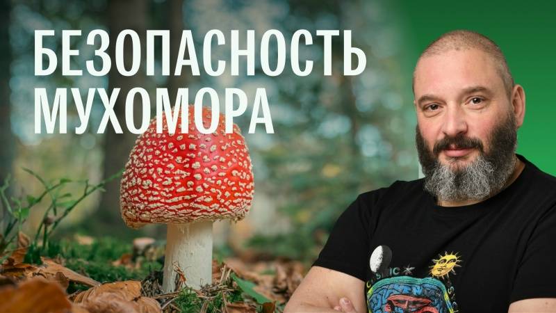 Пищевое использование и токсикологическая безопасность красного мухомора. Михаил Вишневский (1) смотреть онлайн