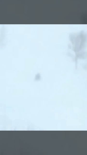 Росомаха рвёт оленя