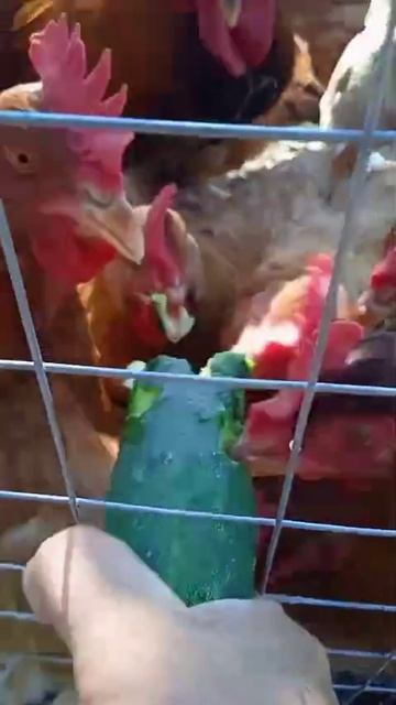 Курочки на огуречной диете смотреть онлайн