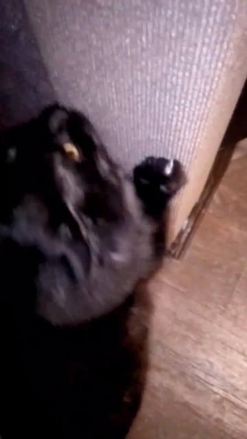 КОТЕНОК НИНДЗЯ ПРЫГАЕТ ПО СТЕНАМ 😺💥 ДА УЖ, СРЕЗАЛ ТАК СРЕЗАЛ, 7 КГ ВВЕРХ НА ОДНИХ ПЕРЕДНИХ ЛАПАХ!