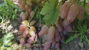 Марио Ланцо и Ризамена Донское казачество