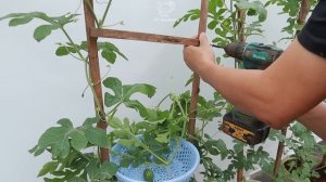 Как выращивать арбузы в пластиковых  вёдрах