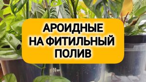 АРОИДНЫЕ НА ФИТИЛЬНЫЙ ПОЛИВ