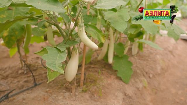 Новинки баклажанов 2025-2026! Советы по уходу за баклажанами в августе!