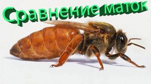 Сравнение пчелиных маток, научный подход по Кашковскому