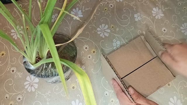 Лилейники. Лилейники с озона. Распаковочка. смотреть онлайн