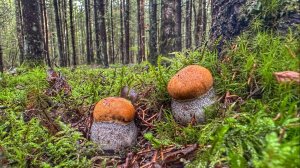 Молодые благородные грибы полезли после дождя | Белые грибы и подосиновики в еловом лесу 2025