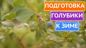 УХОД ЗА ГОЛУБИКОЙ В КОНЦЕ СЕЗОНА!