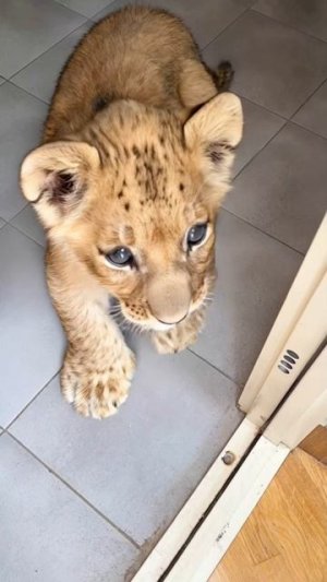 К ЧАПИТОСИКАМ ПРИШЛИ ИХ ДРУЗЬЯ ЗВЕРЯТА