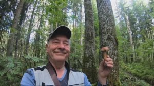 Грибы в Лужском районе. По дороге в Оредеж заскочили в лес и проверить одно из грибных мест.