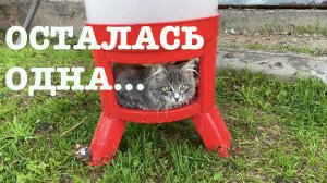 #177. Справляться приходится в одиночку. Обзор хозяйства. [Жизнь. на своей земле]