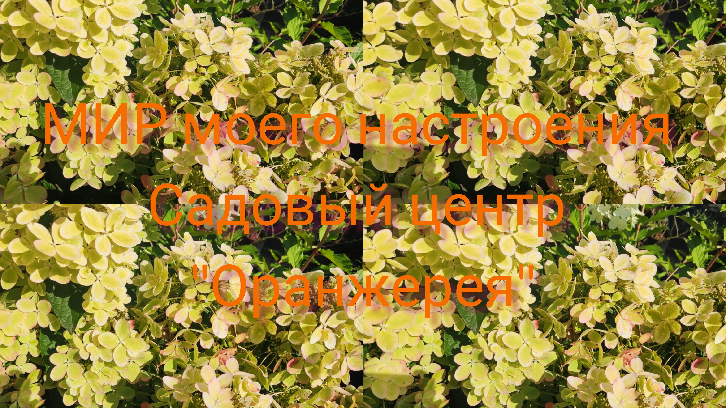 15.08.25 Садовый центр"Оранжерея "обзор растений. смотреть онлайн