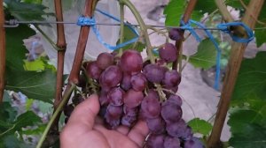 НОВИНКИ,ВКУСНЯШКИ!!! ГФ Винограда БЕЛОДОННА,КРАСНЫЙ МУСКАТ (Калугин В.М.).