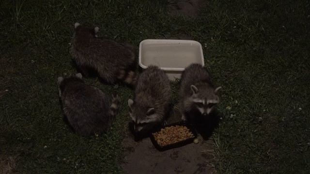 My Racoons