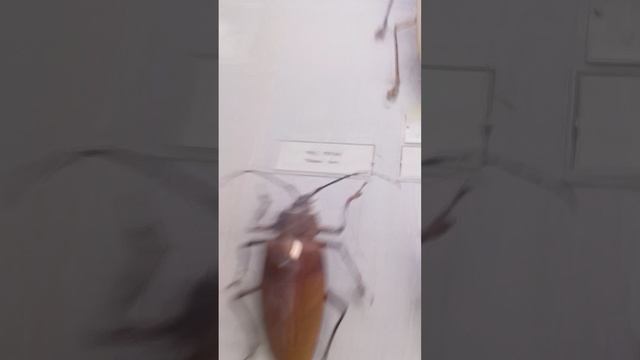 зоологический музей 5 серия 1 часть смотреть онлайн