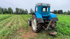 Трактор Т-40/ Покос Ботвы 2025
