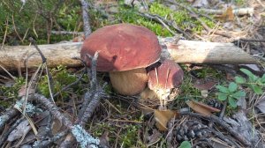 БОРОВОЙ ГРИБ ПОШЕЛ , ЛЕС ОДАРИЛ МЕНЯ ГРИБАМИ В ДЕНЬ РОЖДЕНИЯ