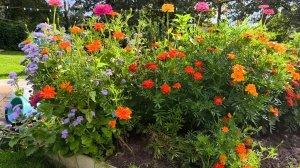 Баклажаны в открытом грунте. Завалили урожаем.