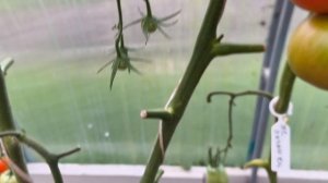 Томат Интуиция в разрезе.