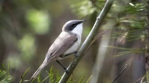 Звук природы. Пение птиц. Птицы. Природа. Пение птицы Славка-мельничек