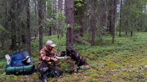 Крупный Озёрный Окунь и Щука в Болоте | Неожиданный попутчик. Рыбалка на спиннинг и самоловки.