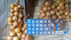 Урожай озимого лука и чеснока