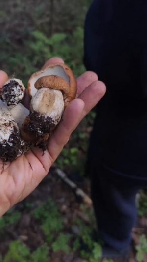 мы только по опушке прогуляемся, да ?🤣🤣🤣