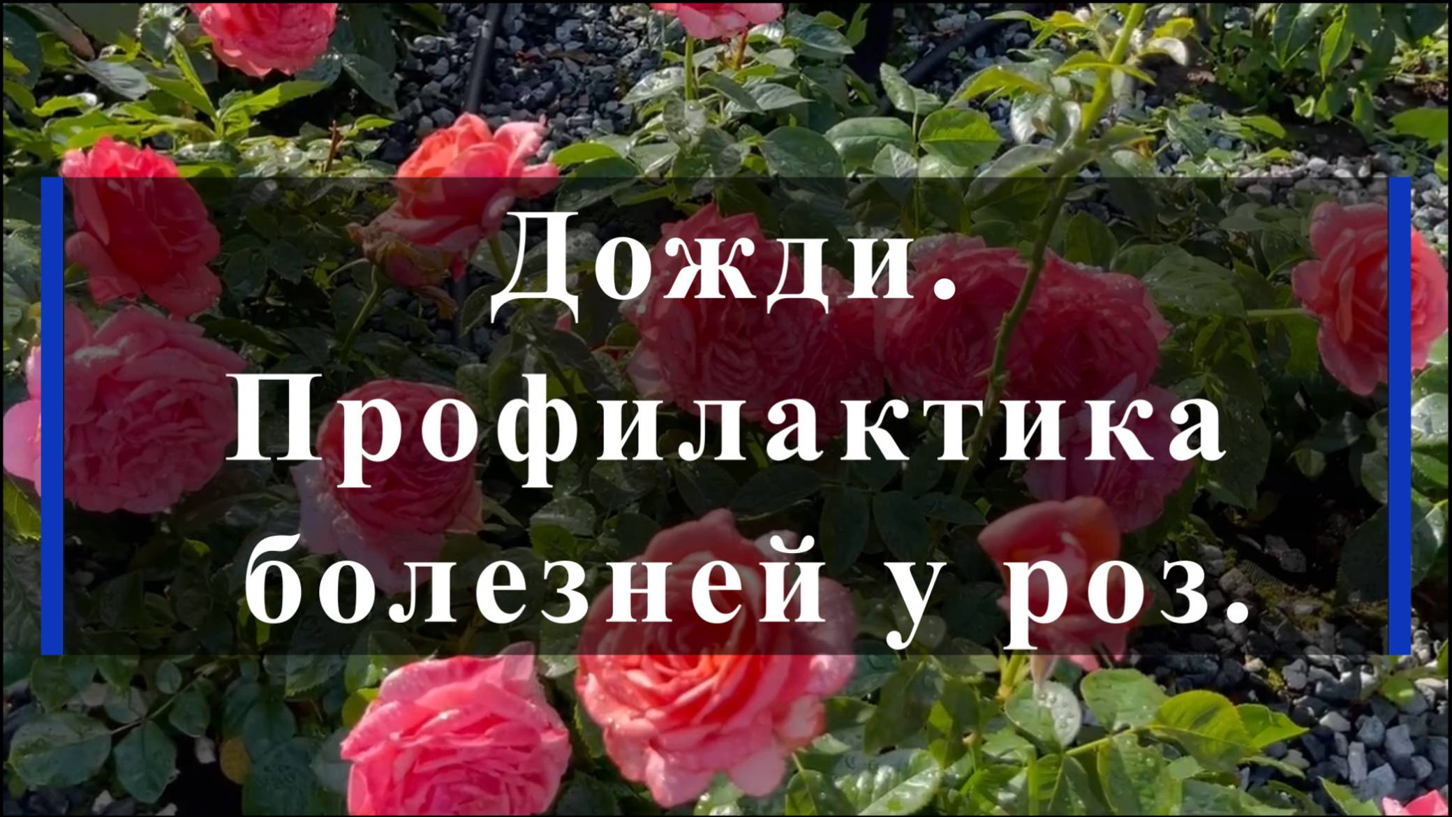 Дожди. Профилактика болезней у роз. смотреть онлайн