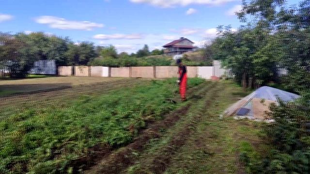 Подготовка картофеля к уборке смотреть онлайн