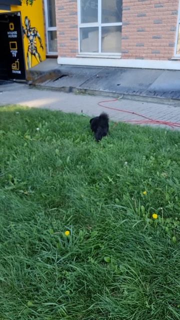 "Сломанные" собаки! смотреть онлайн