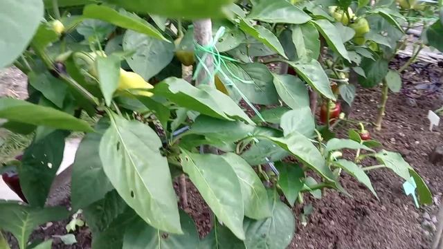 ТОМАТЫ В ОТКРЫТОМ ГРУНТЕ. смотреть онлайн