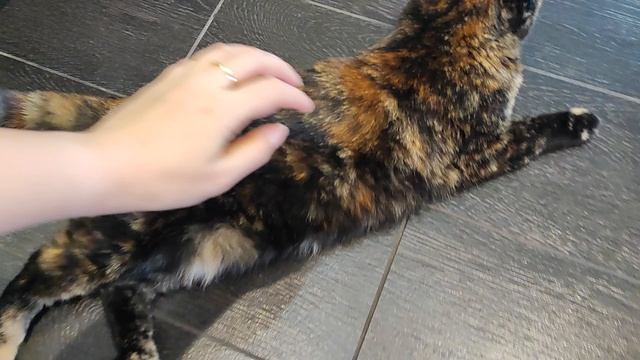 пушистая банда🐱🐱🐱 смотреть онлайн