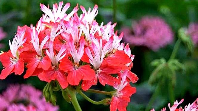 Красное и белое. Red and White. Это про что ? смотреть онлайн