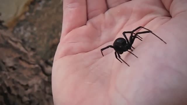 Никогда Не Трогай Этого Паука! Самые Опасные Пауки В Мире смотреть онлайн