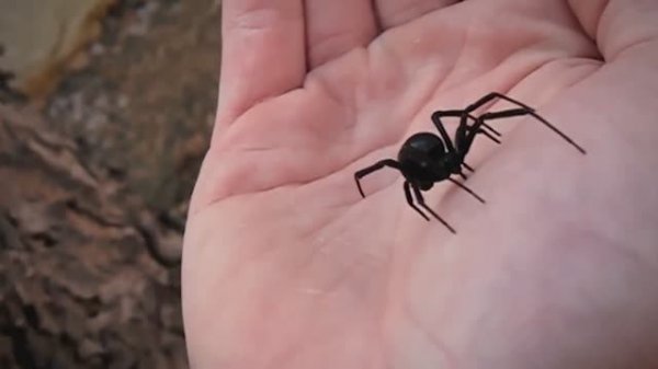 Никогда Не Трогай Этого Паука! Самые Опасные Пауки В Мире