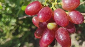 Красный павлин.