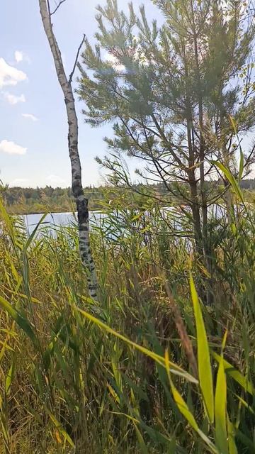 Озеро в болоте смотреть онлайн