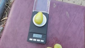 ВАКУЛА,КРУПНОПЛОДНИК