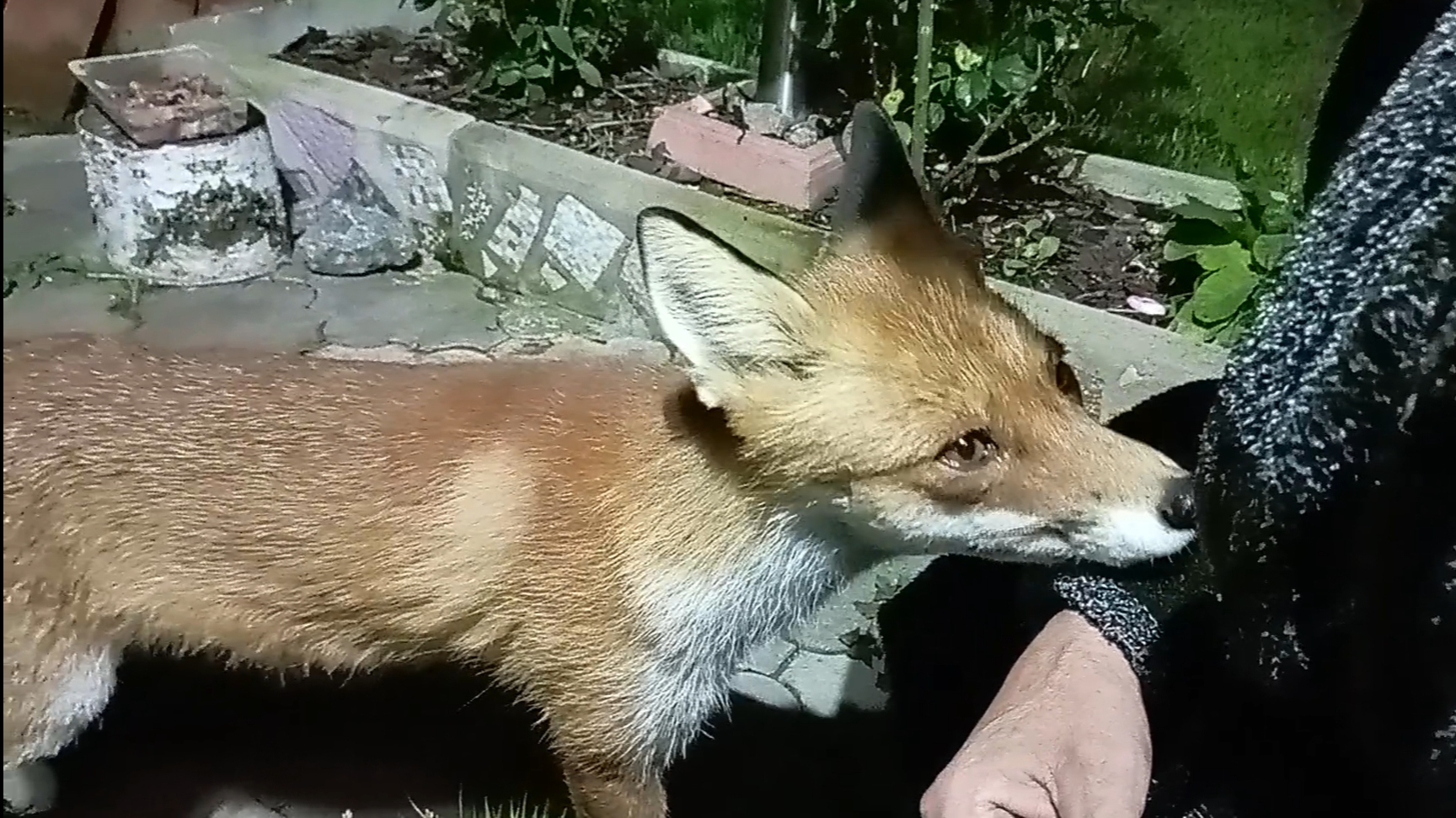 (1095) Лиса приходит в гости. Август 2025 смотреть онлайн