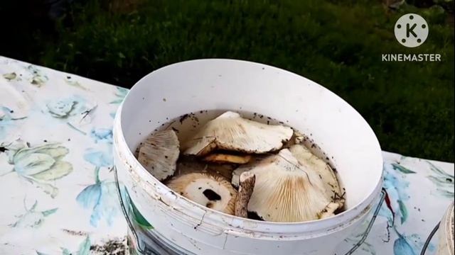 С ногами совсем плохо/в Сибири всё благоухает смотреть онлайн