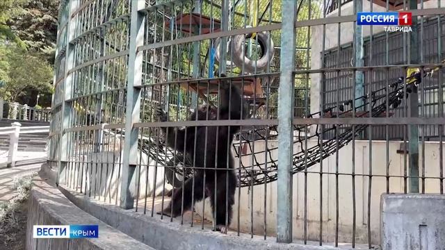 ВЕСТИ-КРЫМ «Звериные истории»: выпуск 20.08.2025