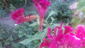 VID_20250820_091716.mp4