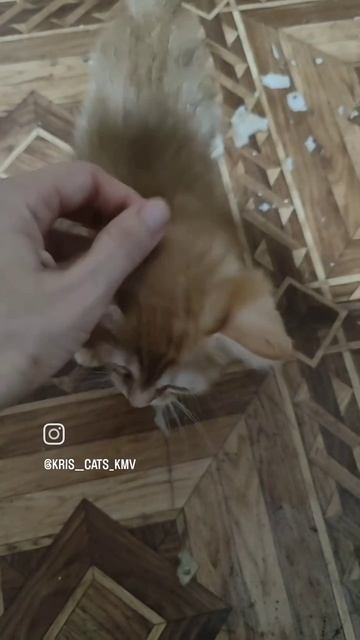 Котятам нужны семьи.