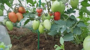 16 августа томаты и огурцы в открытом грунте. Фитофтора нас не догонит! #томаты, #открытыйгрунт