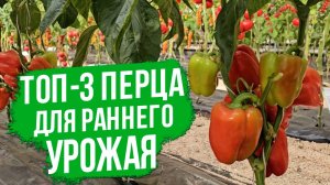 Какие вырастить перцы для раннего урожая легко и быстро?