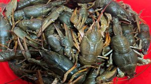 ПРОСТОЙ СПОСОБ ПОЙМАТЬ РАКОВ! ЛОВЛЯ РАКОВ НА РАКОЛОВКИ. ЖОР РАКОВ НА ХЛЕБ С ЧЕСНОКОМ. РЫБАЛКА 2025